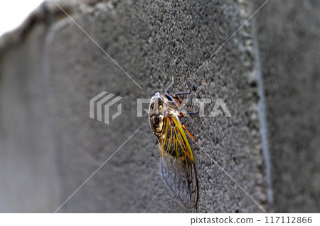 A cicada clinging to a concrete block wall 117112866