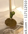 The final stage larva of a swallowtail butterfly spinning a silk thread to become a pre-pupa 117112910