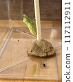 Swallowtail butterfly pupa and molted skin 117112911