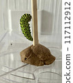 Papilio pupae of Papilio machaon 117112912