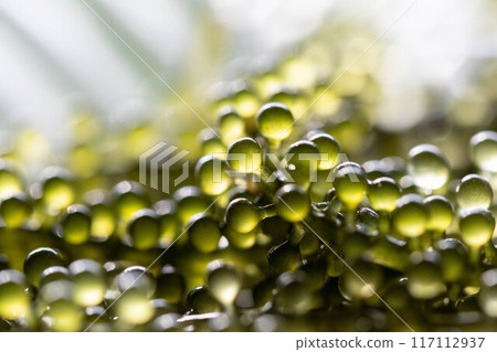 Sea grapes image Sea grapes image 117112937
