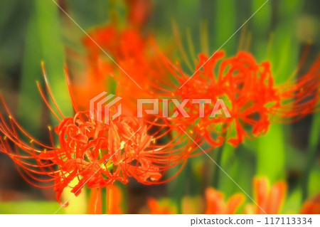 美麗的鮮紅色簇孤挺花 117113334