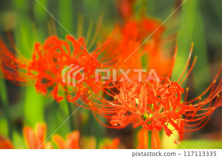 美麗的鮮紅色簇孤挺花 美麗的鮮紅色簇孤挺花 117113335