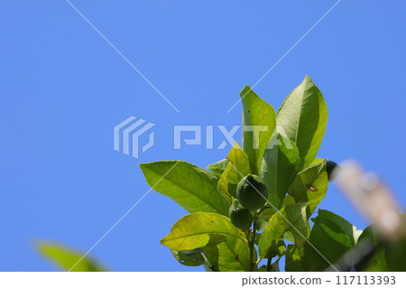 Lemon fruit that is still green Lemon fruit that is still green 117113393