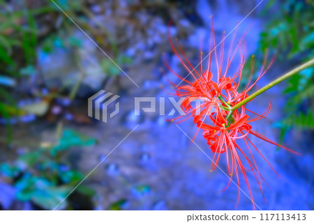 Vivid red spider lilies blooming by the water 117113413
