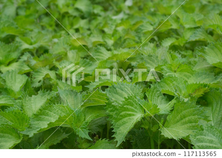 Green shiso growing in clusters in a summer garden Green shiso growing in clusters in a summer garden 117113565