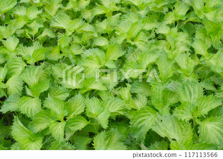 Green shiso growing in clusters in a summer garden Green shiso growing in clusters in a summer garden 117113566