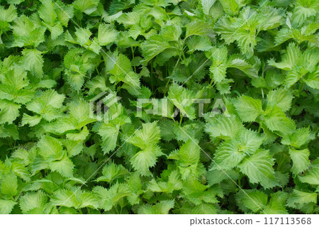 Green shiso growing in clusters in a summer garden 117113568