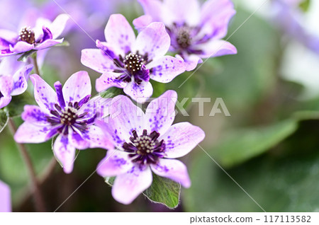 Yukiwarisou 117113582