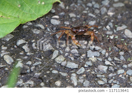 Crayfish on land 117113641