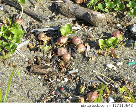 Sea laurel seeds found on Kemigawa Beach Sea laurel seeds found on Kemigawa Beach 117113648