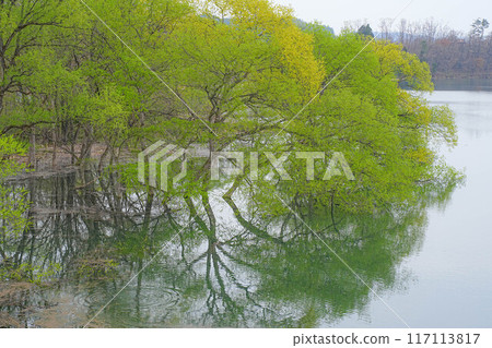 Gosho lake 117113817