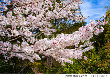 【京都風景】哲學家之路，櫻花樹的美景 117113864