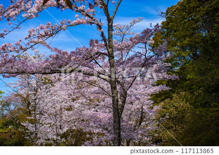 【京都風景】哲學家之路，櫻花樹的美景 117113865