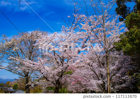 [Kyoto Scenery] The beautiful sight of a row of cherry blossom trees on the Philosopher's Path 117113870