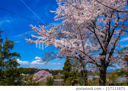 【京都風景】哲學家之路,櫻花樹的美景 【京都風景】哲學家之路,櫻花樹的美景 117113873