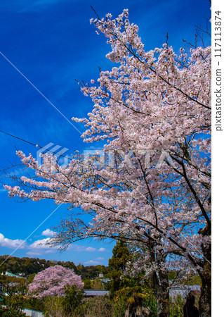 【京都風景】哲學家之路,櫻花樹的美景 【京都風景】哲學家之路,櫻花樹的美景 117113874