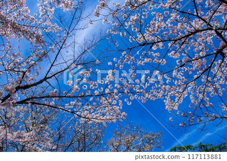 【京都風景】哲學家之路，櫻花樹的美景 117113881
