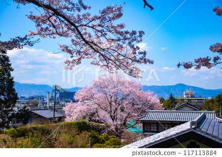 [Kyoto Scenery] The beautiful sight of a row of cherry blossom trees on the Philosopher's Path 117113884