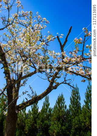 [Kyoto Scenery] The beautiful sight of a row of cherry blossom trees on the Philosopher's Path 117113895