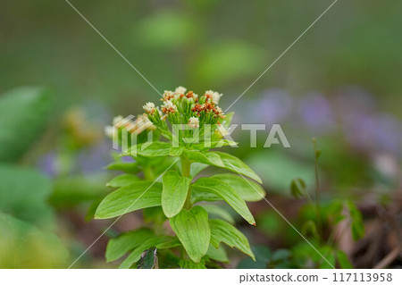 Fukinotou Fukinotou 117113958