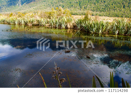 Mirror Lakes on Milford Sound Highway New Zealand 117114298