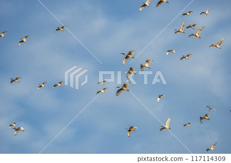 Australian White Ibis Flock in flight 117114309