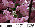 Cherry blossoms at Hirosaki castle gardens Japan during garden week 117114326