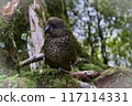 Native wildlife off the Milford sound Highway in New Zealand in 2023 117114331