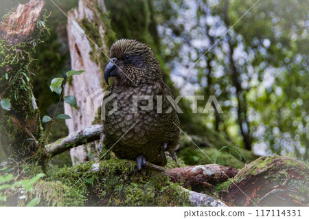 Native wildlife off the Milford sound Highway in New Zealand in 2023 Native wildlife off the Milford sound Highway in New Zealand in 2023 117114331