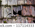 Hole in roof tiles in Schwafthausen in northern Switzerland 117114333