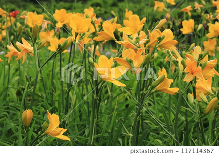 Summer flower Hemerocallis 117114367