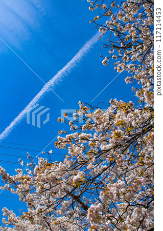 [Kyoto Scenery] The beautiful sight of a row of cherry blossom trees on the Philosopher's Path 117114453