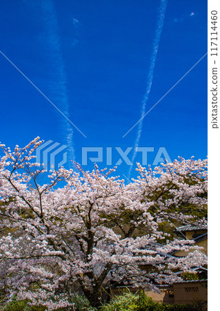 [Kyoto Scenery] The beautiful sight of a row of cherry blossom trees on the Philosopher's Path 117114460