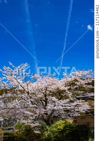 [Kyoto Scenery] The beautiful sight of a row of cherry blossom trees on the Philosopher's Path 117114462