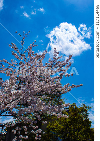 [Kyoto Scenery] The beautiful sight of a row of cherry blossom trees on the Philosopher's Path 117114468
