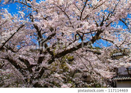 [Kyoto Scenery] The beautiful sight of a row of cherry blossom trees on the Philosopher's Path 117114469