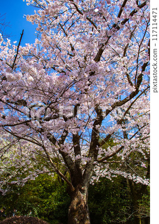 [Kyoto Scenery] The beautiful sight of a row of cherry blossom trees on the Philosopher's Path 117114471