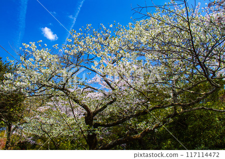 [Kyoto Scenery] The beautiful sight of a row of cherry blossom trees on the Philosopher's Path 117114472