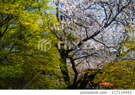 [Kyoto Scenery] The beautiful sight of a row of cherry blossom trees on the Philosopher's Path 117114481