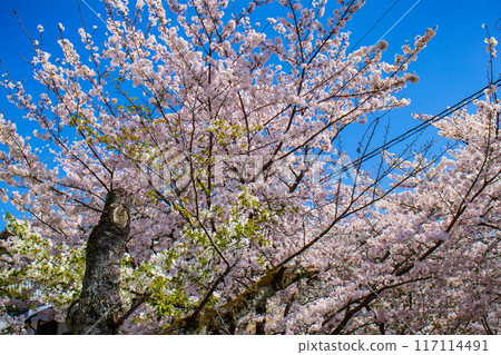 [Kyoto Scenery] The beautiful sight of a row of cherry blossom trees on the Philosopher's Path 117114491