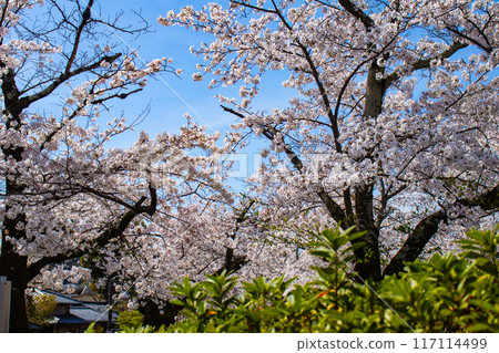 [Kyoto Scenery] The beautiful sight of a row of cherry blossom trees on the Philosopher's Path 117114499
