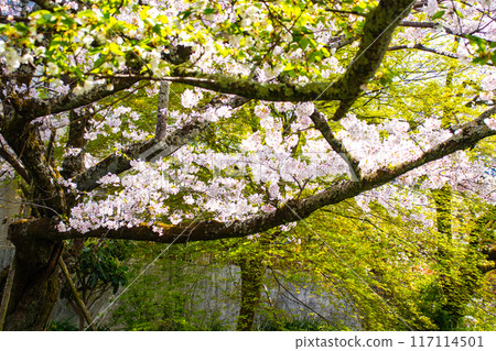 [Kyoto Scenery] The beautiful sight of a row of cherry blossom trees on the Philosopher's Path 117114501