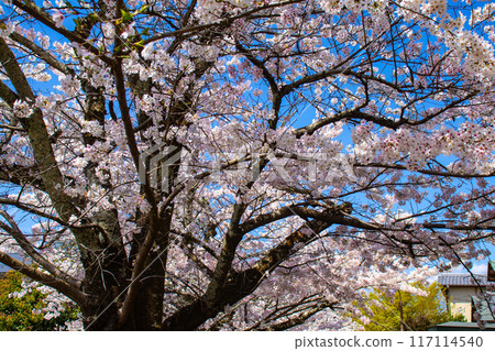 [Kyoto Scenery] The beautiful sight of a row of cherry blossom trees on the Philosopher's Path 117114540