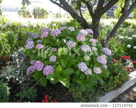 美麗綻放的繡球花 美麗綻放的繡球花 117114742