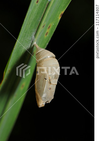 A pupa shell of a black swallowtail butterfly (Pisces nigricans) on a reed leaf (macro close-up in natural light) 117114807