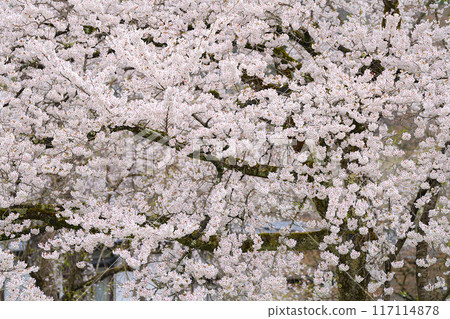 Corner house 117114878