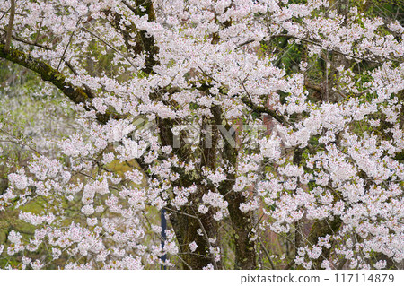 Corner house 117114879