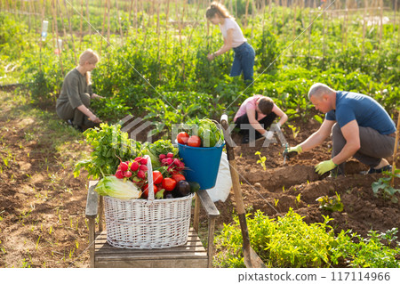 Basket with vegetable harvest, family gardening concept 117114966