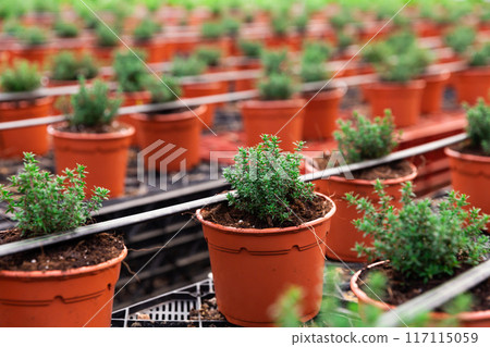 Rows of small ornamental shrubs growing in pots. Rows of small ornamental shrubs growing in pots. 117115059